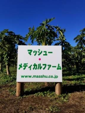 マッシュー・メディカルファーム。青パパイヤなどのメディカル野菜を栽培しています。